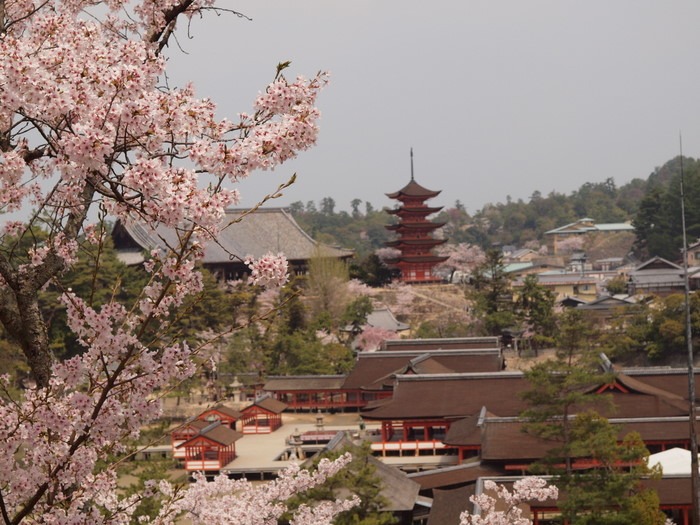 ｢広島の名物桜を撮りに行こう。～宮島 桜撮影教室～｣その４_c0116915_23313643.jpg