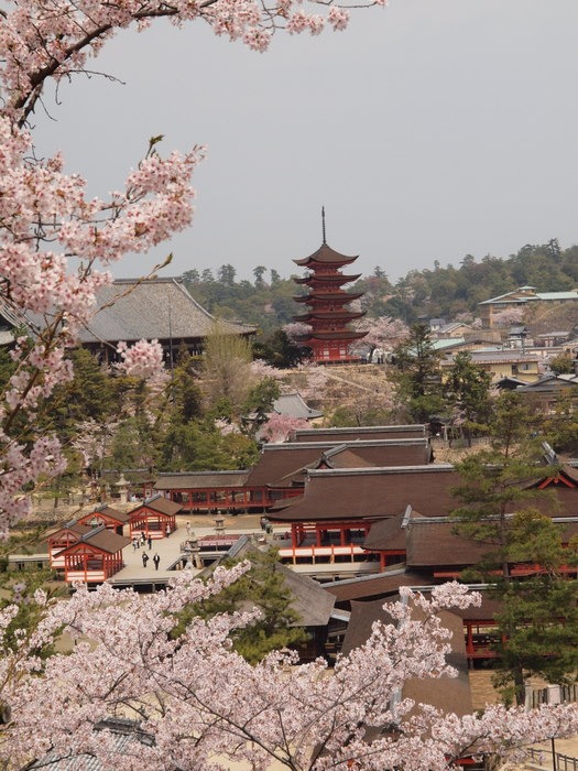 ｢広島の名物桜を撮りに行こう。～宮島 桜撮影教室～｣その４_c0116915_2332206.jpg