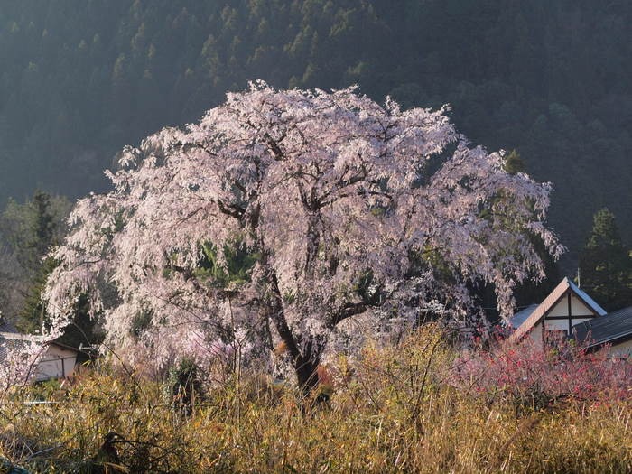 湯の山のしだれ桜_c0116915_23495534.jpg