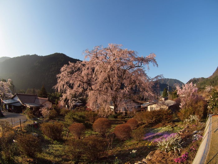 湯の山のしだれ桜_c0116915_23513240.jpg