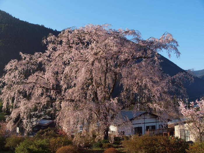 湯の山のしだれ桜_c0116915_2351939.jpg