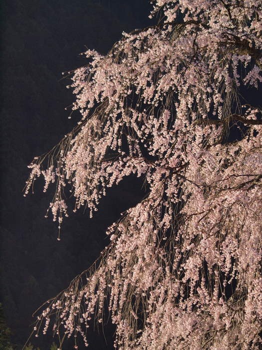 湯の山のしだれ桜_c0116915_2353058.jpg