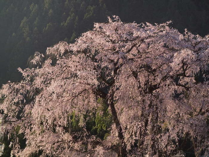 湯の山のしだれ桜_c0116915_23534781.jpg