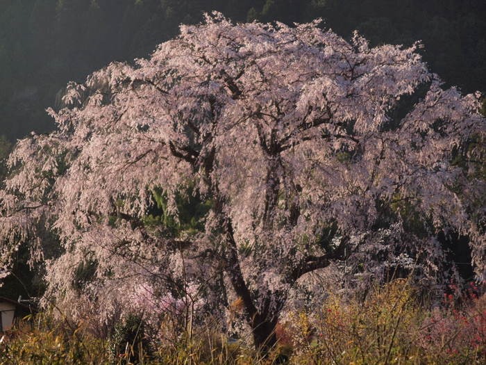 湯の山のしだれ桜_c0116915_23542785.jpg