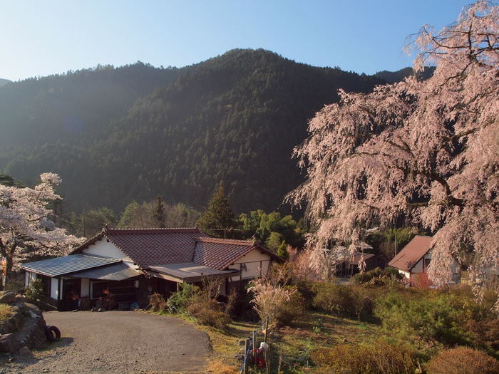 湯の山のしだれ桜_c0116915_23583332.jpg