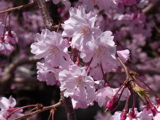 枝垂れ桜_c0192215_2101587.jpg