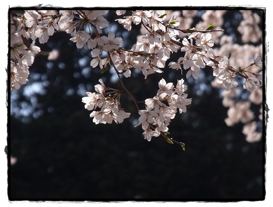 雪国～そして桜・さくら_c0223117_2139840.jpg