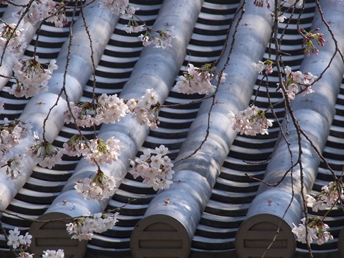 雪国～そして桜・さくら_c0223117_2144165.jpg