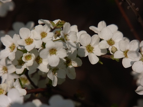 雪国～そして桜・さくら_c0223117_21453433.jpg