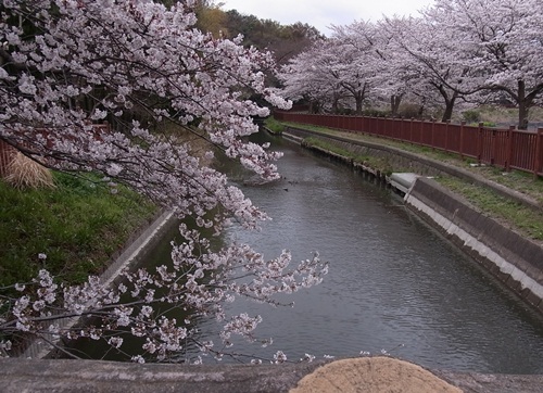 雪国～そして桜・さくら_c0223117_215182.jpg