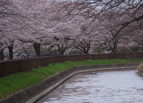 雪国～そして桜・さくら_c0223117_21553715.jpg