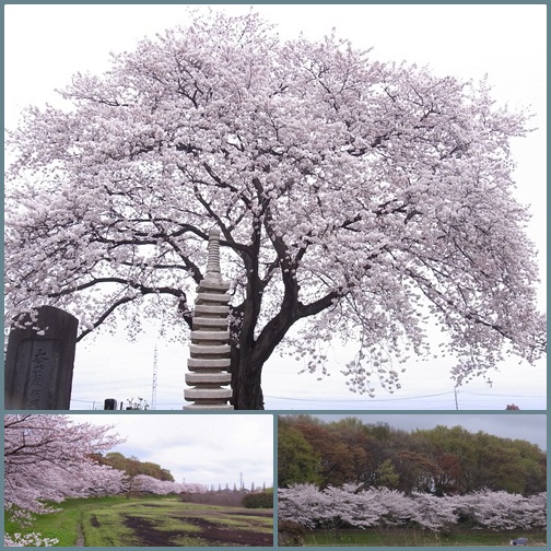 雪国～そして桜・さくら_c0223117_21584722.jpg