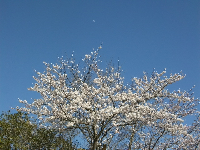 牛久シャトーの桜_d0197317_161199.jpg