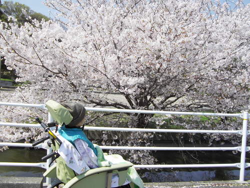 満開の桜を見に行ったよ_d0227518_16593721.jpg