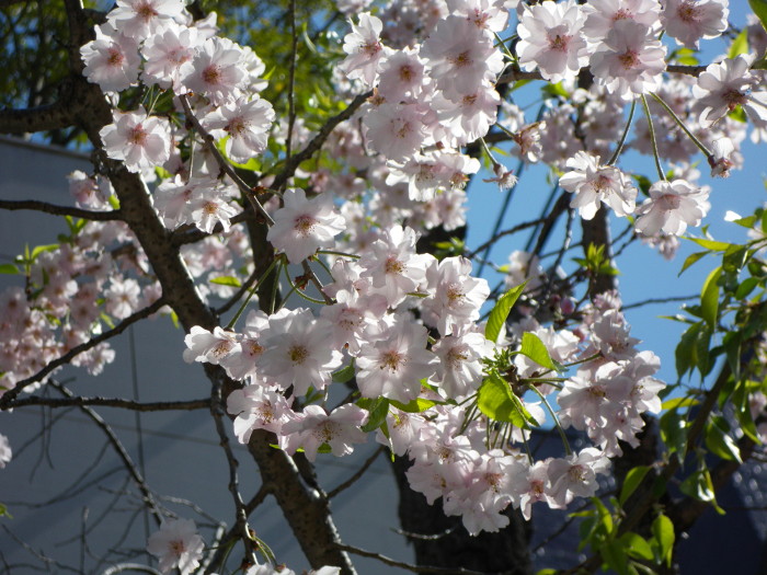 今年の桜　八重枝垂れ_d0165723_22591296.jpg