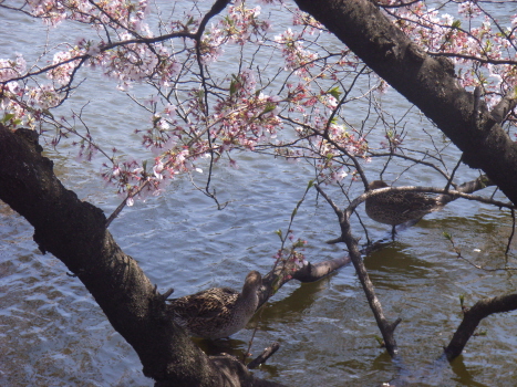 明日からいつもの東北の街へ_f0108825_2235724.jpg