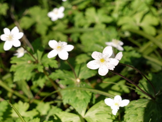 c0039428_21574188.jpg