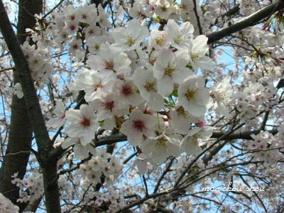 2011．観桜_e0175228_12532912.jpg