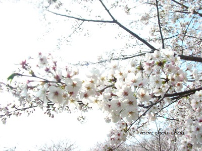 2011．観桜_e0175228_12542571.jpg