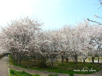 2011．観桜_e0175228_1254927.jpg