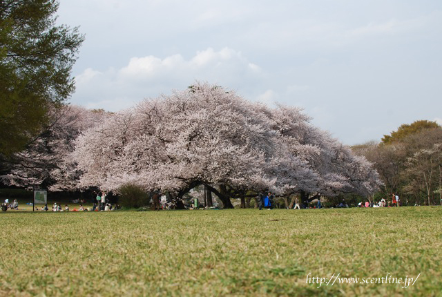 桜満開_c0099133_004468.jpg