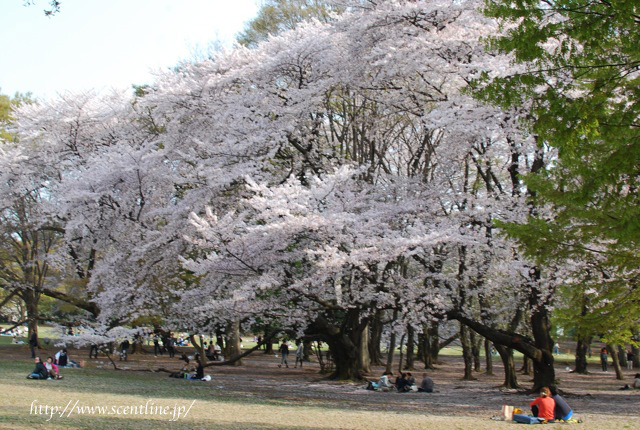 桜満開_c0099133_0113055.jpg