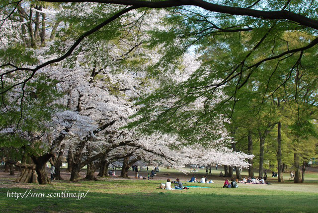 桜満開_c0099133_0114697.jpg