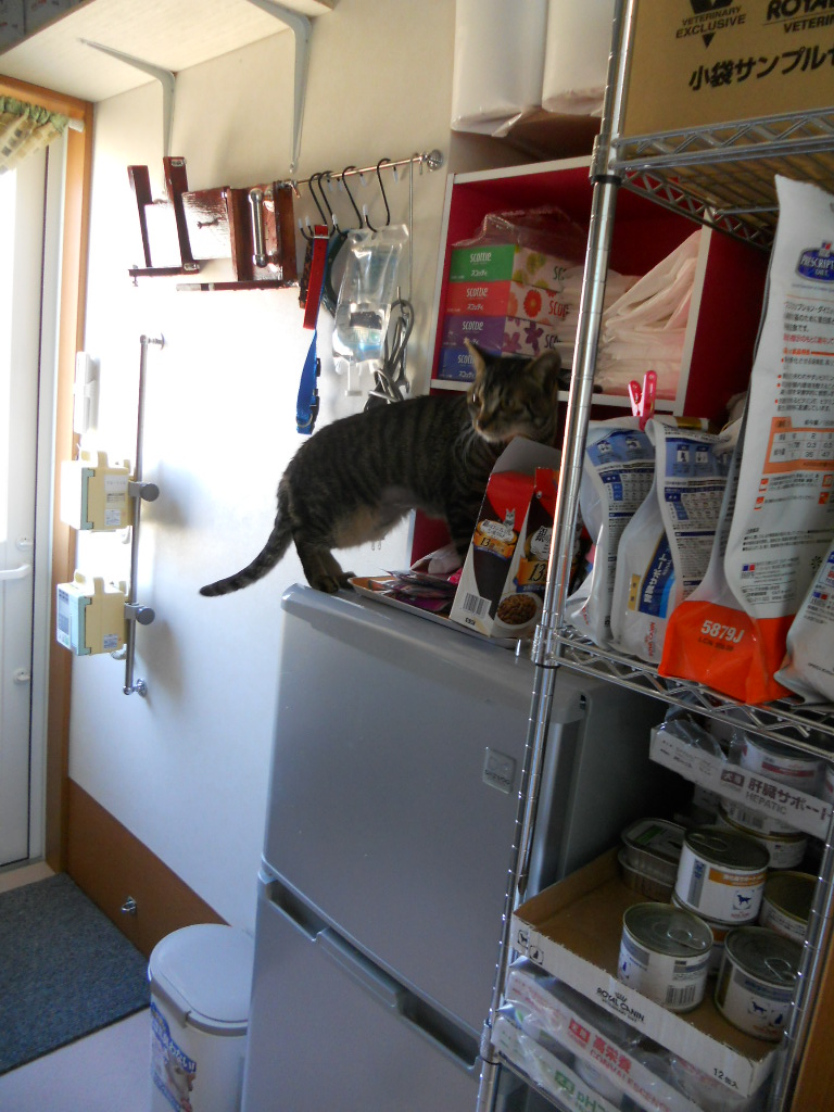 2011/4/13 タマの状態_f0211133_17372872.jpg
