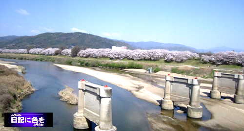 （植物）京都府八幡市の桜_c0227134_23163096.jpg