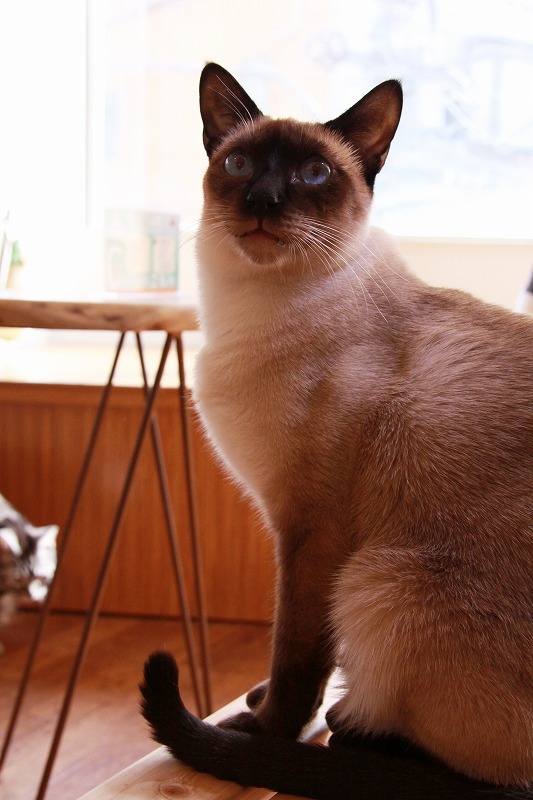 杉並区荻窪 Catroom こるね 新 間違いだらけの猫カフェ選び 杉並区荻窪 Catroom こるね 新 間違いだらけの猫カフェ選び