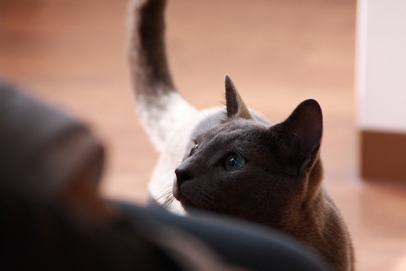 杉並区荻窪 Catroom こるね 新 間違いだらけの猫カフェ選び 杉並区荻窪 Catroom こるね 新 間違いだらけの猫カフェ選び