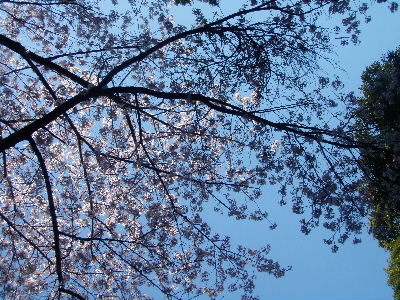 名残りの桜_a0054240_21573520.jpg