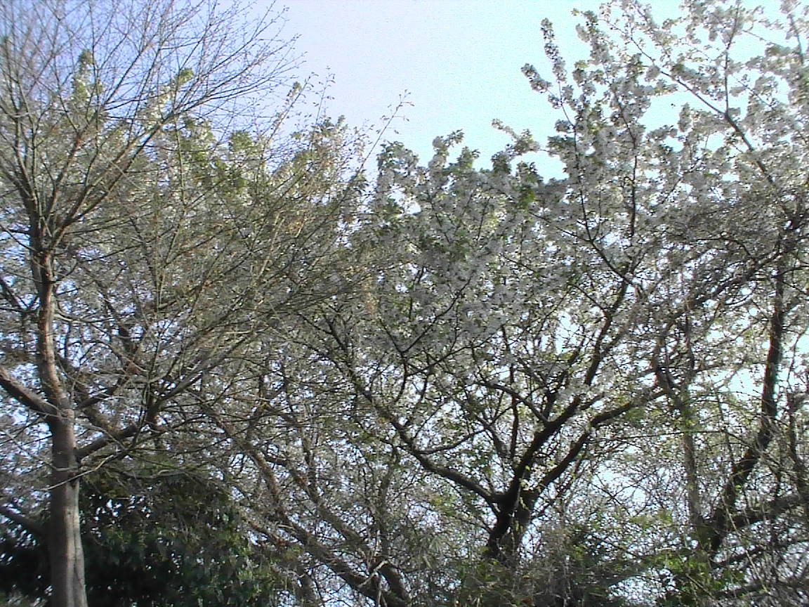 a0106340_10235378.jpg