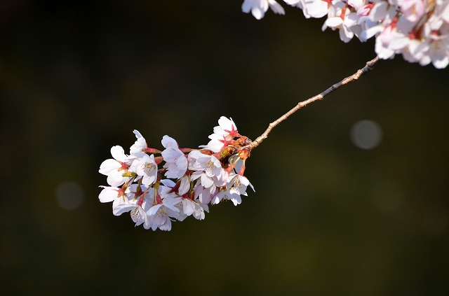 引地川の千本桜_c0220040_21211583.jpg