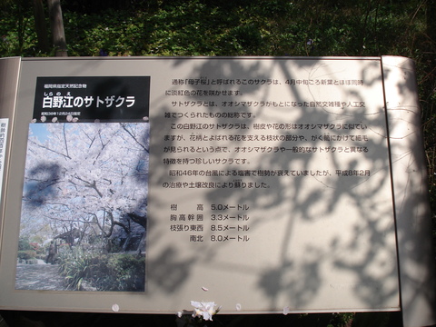 白野江植物公園に行ってきました。_d0153941_10321912.jpg