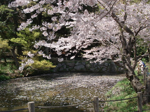 白野江植物公園に行ってきました。_d0153941_1033198.jpg