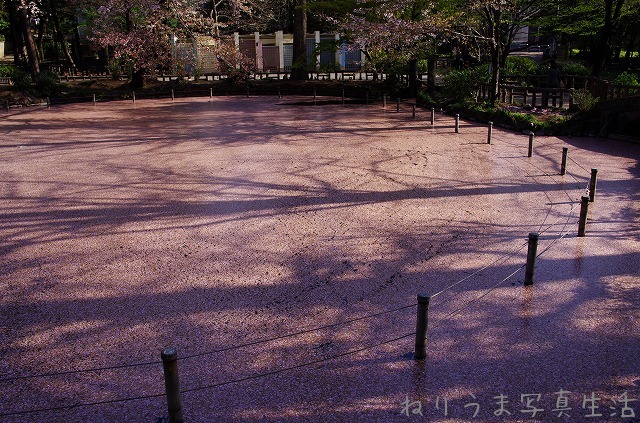 井の頭公園サクラの定点観察 (15) #kichijoji_a0009142_22543277.jpg