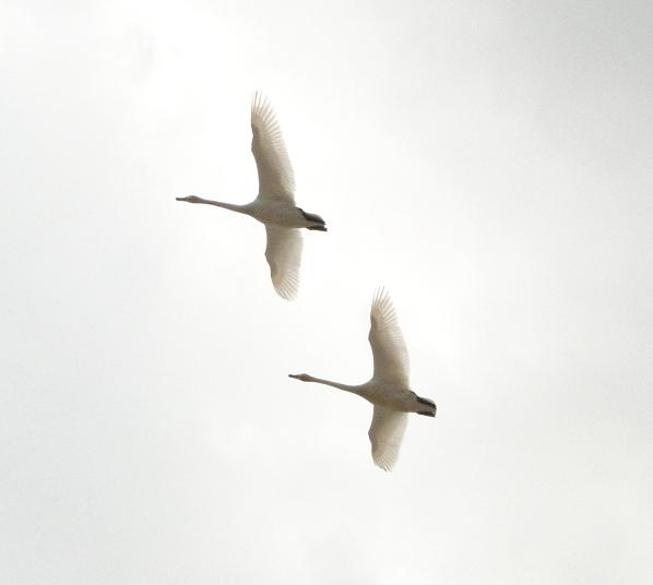 白鳥の空_a0114742_95546.jpg