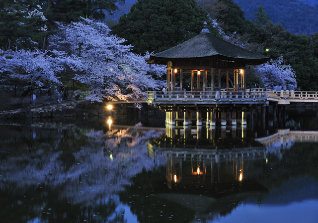 奈良 浮見堂の夜桜_d0152544_4543274.jpg