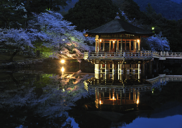 奈良 浮見堂の夜桜 気ままな時間を ゆったりと