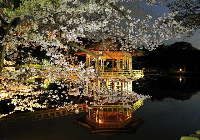 奈良 浮見堂の夜桜 気ままな時間を ゆったりと