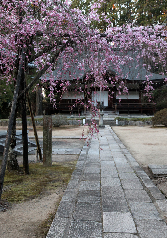 大阪　河南町　弘川寺　枝垂れ桜_c0108146_2116357.jpg