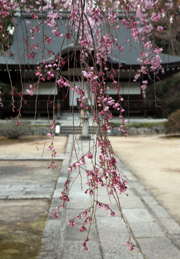 大阪　河南町　弘川寺　枝垂れ桜_c0108146_21164730.jpg