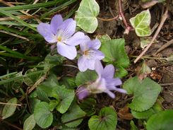 青い花たち：スミレとツルニチニチソウとムスカリと勿忘草_e0137353_1446125.jpg