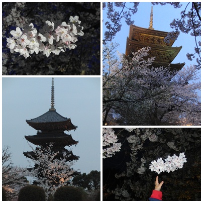 東寺の桜。_b0037654_1775645.jpg