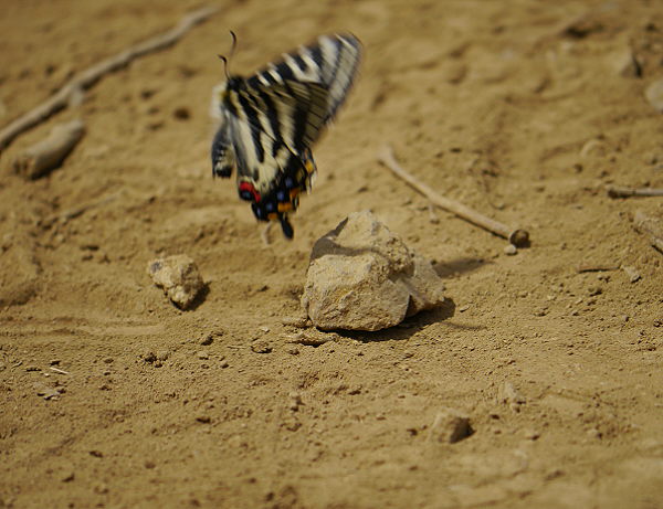 d0091754_06698.jpg