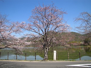 桜_a0096255_10572849.jpg