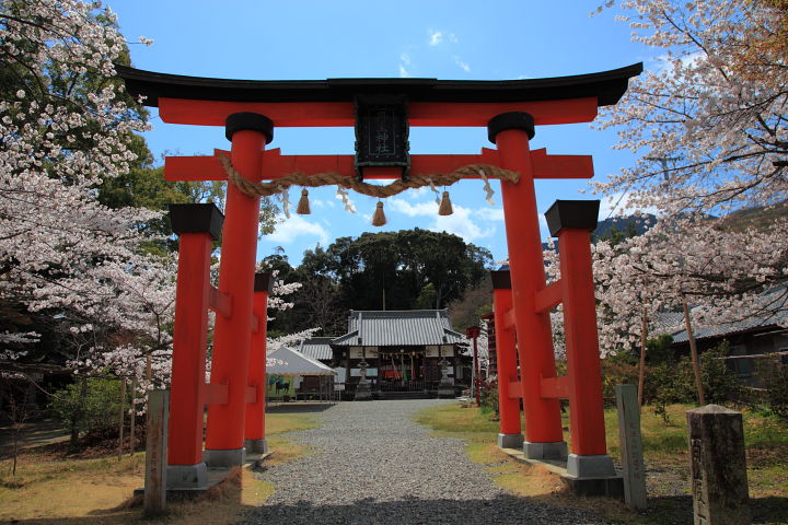 丹生官省符神社 桜_a0176855_0182090.jpg