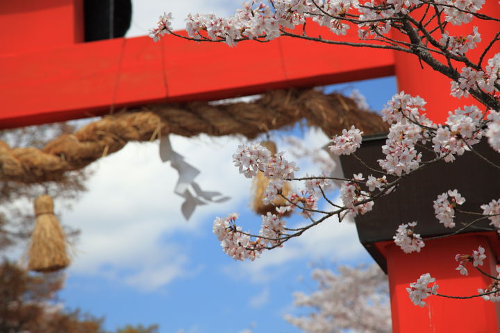 丹生官省符神社 桜_a0176855_0184168.jpg