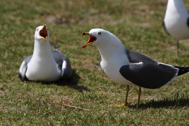 ウミネコは元気です。_b0126256_20324780.jpg